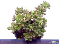 구미리(합식) 다육식물