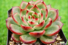 레드드래곤 1030-1159 다육식물