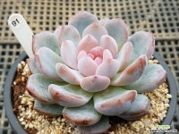 일본성영 다육식물