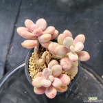 아메치스 3017 다육식물