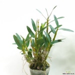 석곡 홍매 석곡