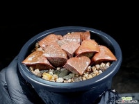 수정콤프토니아 58-8 하월시아