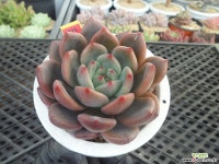 (New item)샤르먼11-225 다육식물
