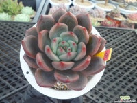(New item)샤르먼11-225 다육식물