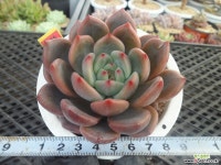 (New item)샤르먼11-225 다육식물