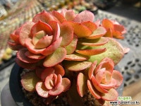 수연1103-2 다육식물