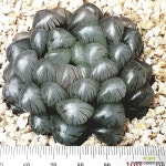 26.블랙수정자옵튜사 (사이즈좋은 다육식물