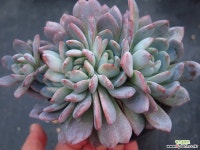 스타마크1103 다육식물