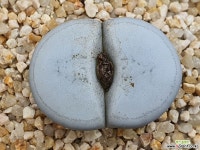 백곡옥 111-2833 리톱스/메셈