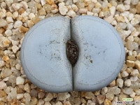 백곡옥 111-2833 리톱스/메셈