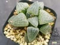 하월시아 실생-057 (Haworthia seedling) 하월시아