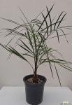 [동일품발송]부티아야자나무/부티아 카피타타(Butia capitata) 관엽식물