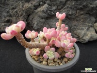 43 라울 1104 다육식물