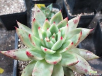 탈론1247 다육식물