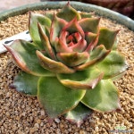 재클린 대품 다육식물