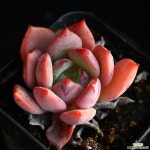 샬몬 4 다육식물