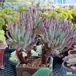 알비플로라  1105-7788 두들레야