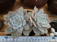 양로11-258 다육식물