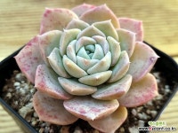 마들렌141 다육식물