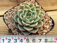 오베르망141 다육식물