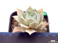 피아세븐 다육식물