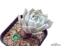 피아세븐 다육식물