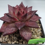 일렉트라201106-71 다육식물