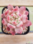 아리엘 다육식물