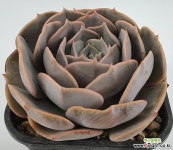 로렌시아201106-96 다육식물