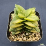 신동금 다육식물