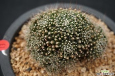 13 슈퍼노바 선인장