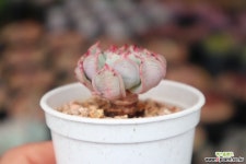 플라이투더스카이 1106-4  다육식물