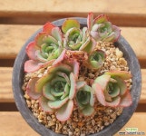 피치스앤크림 다육식물