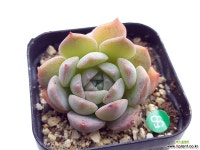 사랑 다육식물