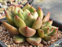 레드와인 311-3101 다육식물