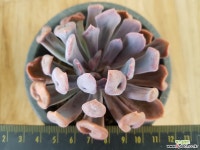 큐피트중품5699 다육식물