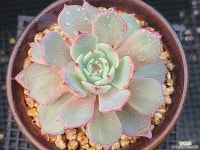 아우렌시스 1107-17 다육식물