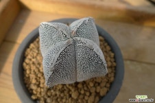 사각온즈카난봉옥(실생)x1107 선인장