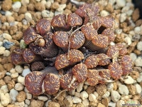 네오할리콩코르디아110805 다육식물