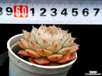 샤롤로즈 5-93 다육식물