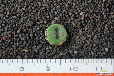 4795-C.chrisocruxum Harrasberg  크리소쿠루섬 코노피튬