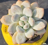 후레뉴 다육식물