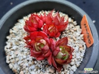 양진 묵은둥이 다육식물