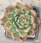 원종베션(인디안바손) 다육식물