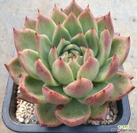 원종베션(인디안바손) 다육식물