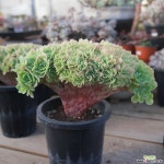 레몬로즈철화 1109-12 다육식물