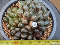 수정진주  111-1017 하월시아
