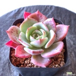 페트리시아6353 다육식물