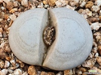 백곡옥 111-1044 리톱스/메셈