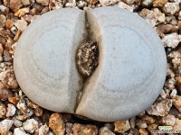 백곡옥 111-1044 리톱스/메셈